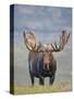 Bull Moose, Denali National Park, Alaska, USA-Hugh Rose-Stretched Canvas