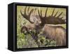 Bull Moose, Denali National Park, Alaska, USA-Hugh Rose-Framed Stretched Canvas