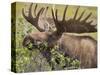 Bull Moose, Denali National Park, Alaska, USA-Hugh Rose-Stretched Canvas