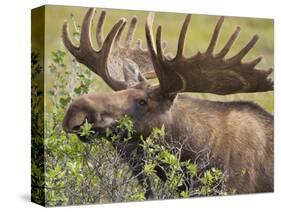 Bull Moose, Denali National Park, Alaska, USA-Hugh Rose-Stretched Canvas