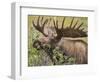 Bull Moose, Denali National Park, Alaska, USA-Hugh Rose-Framed Photographic Print