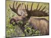 Bull Moose, Denali National Park, Alaska, USA-Hugh Rose-Mounted Photographic Print