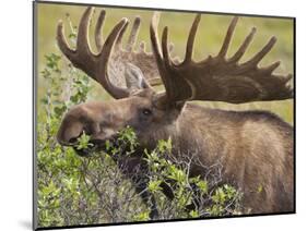 Bull Moose, Denali National Park, Alaska, USA-Hugh Rose-Mounted Photographic Print