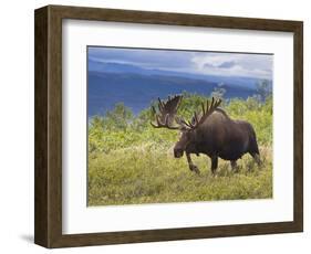 Bull Moose, Denali National Park, Alaska, USA-Hugh Rose-Framed Photographic Print