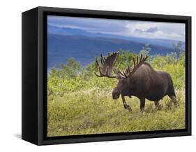 Bull Moose, Denali National Park, Alaska, USA-Hugh Rose-Framed Stretched Canvas