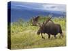 Bull Moose, Denali National Park, Alaska, USA-Hugh Rose-Stretched Canvas