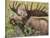 Bull Moose, Denali National Park, Alaska, USA-Hugh Rose-Stretched Canvas