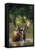 Bull Moose Feeding in Backcountry Lake in Glacier National Park, Montana, USA-Chuck Haney-Framed Stretched Canvas