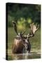 Bull Moose Feeding in Backcountry Lake in Glacier National Park, Montana, USA-Chuck Haney-Stretched Canvas