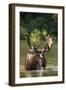 Bull Moose Feeding in Backcountry Lake in Glacier National Park, Montana, USA-Chuck Haney-Framed Photographic Print