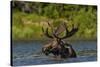 Bull Moose Feeding in Backcountry Lake in Glacier National Park, Montana, USA-Chuck Haney-Stretched Canvas