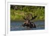 Bull Moose Feeding in Backcountry Lake in Glacier National Park, Montana, USA-Chuck Haney-Framed Photographic Print