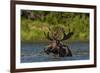 Bull Moose Feeding in Backcountry Lake in Glacier National Park, Montana, USA-Chuck Haney-Framed Photographic Print