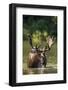 Bull Moose Feeding in Backcountry Lake in Glacier National Park, Montana, USA-Chuck Haney-Framed Photographic Print