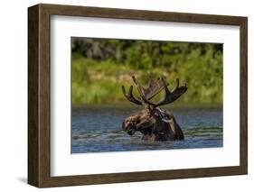 Bull Moose Feeding in Backcountry Lake in Glacier National Park, Montana, USA-Chuck Haney-Framed Photographic Print