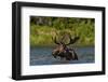 Bull Moose Feeding in Backcountry Lake in Glacier National Park, Montana, USA-Chuck Haney-Framed Photographic Print