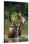 Bull Moose Feeding in Backcountry Lake in Glacier National Park, Montana, USA-Chuck Haney-Stretched Canvas