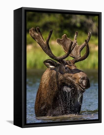 Bull Moose Feeding in Glacier National Park, Montana, USA-Chuck Haney-Framed Stretched Canvas