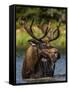 Bull Moose Feeding in Glacier National Park, Montana, USA-Chuck Haney-Framed Stretched Canvas