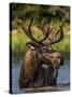 Bull Moose Feeding in Glacier National Park, Montana, USA-Chuck Haney-Stretched Canvas