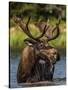 Bull Moose Feeding in Glacier National Park, Montana, USA-Chuck Haney-Stretched Canvas