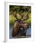 Bull Moose Feeding in Glacier National Park, Montana, USA-Chuck Haney-Framed Premium Photographic Print