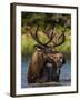 Bull Moose Feeding in Glacier National Park, Montana, USA-Chuck Haney-Framed Premium Photographic Print