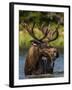 Bull Moose Feeding in Glacier National Park, Montana, USA-Chuck Haney-Framed Premium Photographic Print