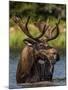 Bull Moose Feeding in Glacier National Park, Montana, USA-Chuck Haney-Mounted Premium Photographic Print