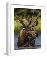 Bull Moose Feeding in Glacier National Park, Montana, USA-Chuck Haney-Framed Photographic Print