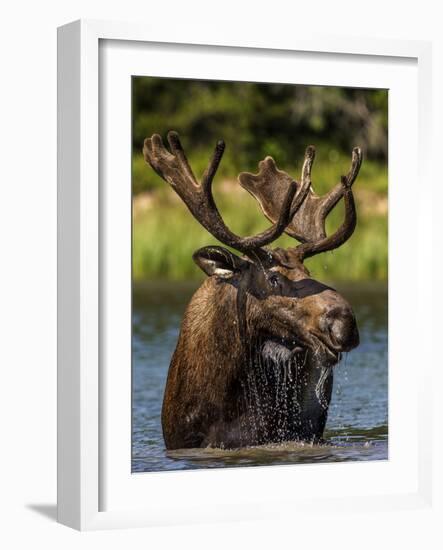 Bull Moose Feeding in Glacier National Park, Montana, USA-Chuck Haney-Framed Photographic Print