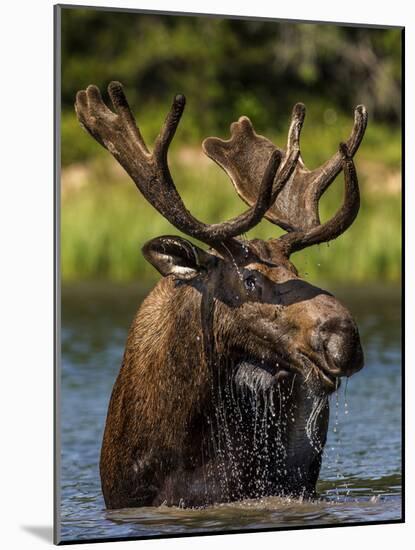 Bull Moose Feeding in Glacier National Park, Montana, USA-Chuck Haney-Mounted Photographic Print