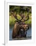 Bull Moose Feeding in Glacier National Park, Montana, USA-Chuck Haney-Framed Photographic Print