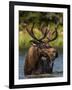 Bull Moose Feeding in Glacier National Park, Montana, USA-Chuck Haney-Framed Photographic Print