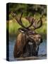 Bull Moose Feeding in Glacier National Park, Montana, USA-Chuck Haney-Stretched Canvas