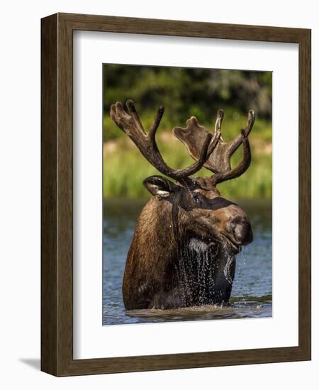 Bull Moose Feeding in Glacier National Park, Montana, USA-Chuck Haney-Framed Photographic Print