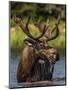 Bull Moose Feeding in Glacier National Park, Montana, USA-Chuck Haney-Mounted Photographic Print