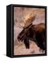 Bull Moose, Grand Teton National Park, Wyoming, USA-Art Wolfe-Framed Stretched Canvas