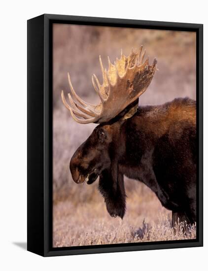 Bull Moose, Grand Teton National Park, Wyoming, USA-Art Wolfe-Framed Stretched Canvas