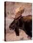 Bull Moose, Grand Teton National Park, Wyoming, USA-Art Wolfe-Stretched Canvas
