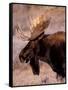 Bull Moose, Grand Teton National Park, Wyoming, USA-Art Wolfe-Framed Stretched Canvas