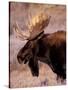 Bull Moose, Grand Teton National Park, Wyoming, USA-Art Wolfe-Stretched Canvas