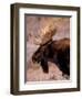 Bull Moose, Grand Teton National Park, Wyoming, USA-Art Wolfe-Framed Photographic Print