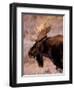 Bull Moose, Grand Teton National Park, Wyoming, USA-Art Wolfe-Framed Photographic Print