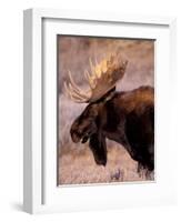 Bull Moose, Grand Teton National Park, Wyoming, USA-Art Wolfe-Framed Photographic Print