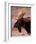 Bull Moose, Grand Teton National Park, Wyoming, USA-Art Wolfe-Framed Photographic Print