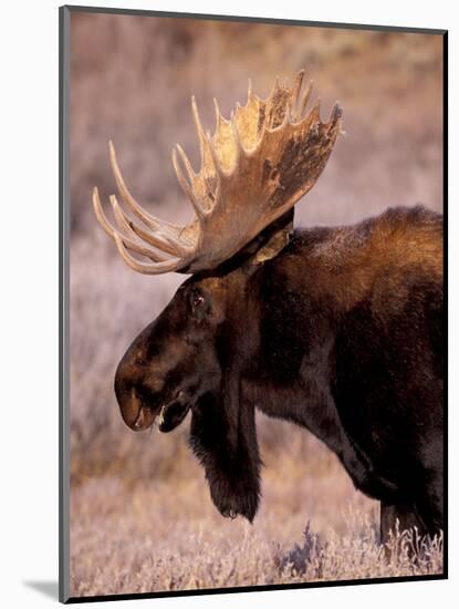 Bull Moose, Grand Teton National Park, Wyoming, USA-Art Wolfe-Mounted Photographic Print