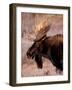 Bull Moose, Grand Teton National Park, Wyoming, USA-Art Wolfe-Framed Photographic Print