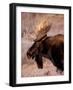 Bull Moose, Grand Teton National Park, Wyoming, USA-Art Wolfe-Framed Photographic Print