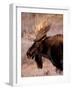 Bull Moose, Grand Teton National Park, Wyoming, USA-Art Wolfe-Framed Photographic Print